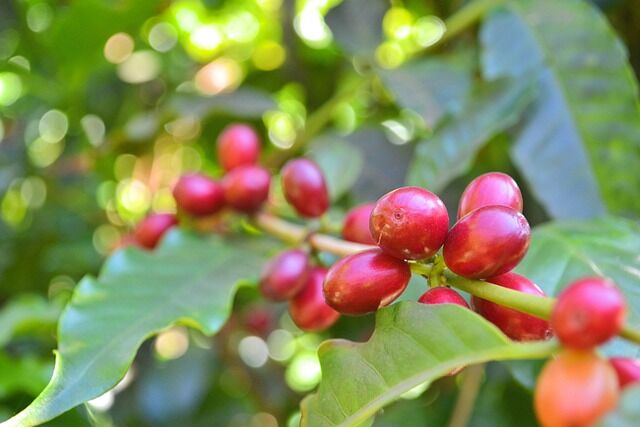 kávé cseresznye